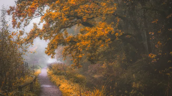 Autumn Path