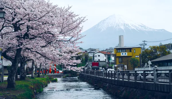 Fuji Cherry Blossom